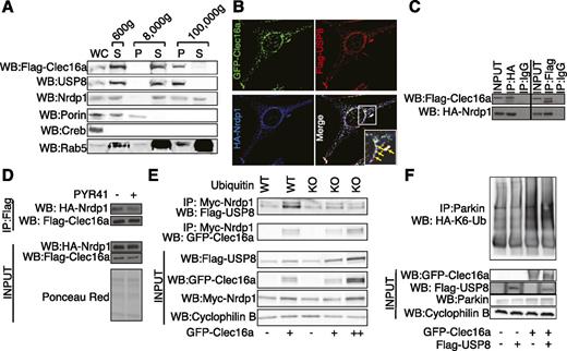 Figure 4. Ubiquitination is necessary to maintain the Clec16a-Nrdp1-USP8 protein complex. A: Representative Western blot (WB) after cell fractionation and centrifugation of stably expressing Flag-Clec16a NIH3T3 cells probed for Flag (Clec16a), endogenous Nrdp1, and endogenous USP8 as well as porin (mitochondria), Creb (nuclei), and Rab5 (endosomal/soluble small GTPase) as markers of cell compartments. n = 3/group. B: Representative deconvolution image of NIH3T3 fibroblasts after transfection with GFP-Clec16a, Flag-USP8, and HA-Nrdp1 plasmids with indirect immunofluorescence staining for GFP-Clec16a (green), Flag-USP8 (red), and HA-Nrdp1 (blue). Inset: triple colocalized structures (white) highlighted with yellow arrows. n = 3/group. C: Representative Western blot of reticulocyte lysates after in vitro transcription/translation of Flag-Clec16a and HA-Nrdp1 with anti-HA (left) or anti-Flag (right) immunoprecipitation (IP). n = 3/group. D: Representative Western blot of reticulocyte lysates after in vitro transcription/translation of Flag-Clec16a and HA-Nrdp1 protein treated in solution with 75 μmol/L PYR41 at 37°C for 3 h, after anti-Flag immunoprecipitation. n = 3/group. E: Representative Western blot after anti-Myc immunoprecipitation in HEK293T cells transfected with Myc-tagged Nrdp1 (Myc-Nrdp1) and Flag-USP8 and either GFP–empty vector or GFP-Clec16a, along with WT or KO ubiquitin vectors. n = 3/group. F: Representative WB of in vivo K6-linkage–specific ubiquitination assay of overexpressed Parkin performed in HEK293T cells transfected with HA-K6-ubiquitin, Flag–empty vector or Flag-USP8, and GFP–empty vector or GFP-Clec16a (as well as whole-cell lysate GFP-Clec16a, Flag-USP8, and Parkin levels). n = 3/group. P, pellet; S, supernatant; WC, whole cell.