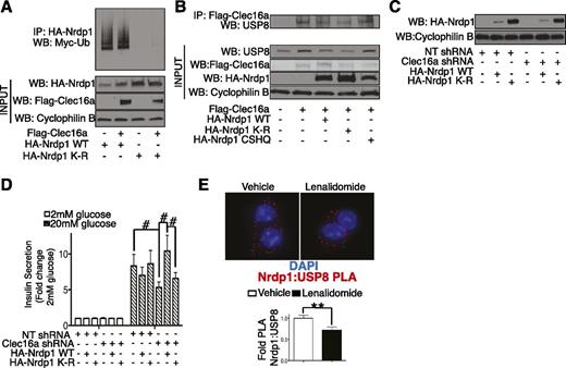 Figure 5. Specific Nrdp1 ubiquitination is vital for β-cell function. A: Representative Western blot (WB) of in vivo ubiquitination assay of overexpressed HA-WT or K-R mutant Nrdp1 performed in HEK293T cells transfected with Myc-tagged ubiquitin (Myc-Ub) and Flag–empty vector or Flag-Clec16a (as well as whole-cell lysate HA-Nrdp1 and Flag-Clec16a levels). n = 3/group. B: Representative Western blot of endogenous USP8 after anti–Flag-Clec16a immunoprecipitation (IP) in HeLa cells transfected with Flag–empty vector or Flag-Clec16a and HA–empty vector or HA-Nrdp1 expression vectors (WT, CSHQ, or K-R). n = 3/group. C: Representative Western blot of HA-Nrdp1 levels in Min6 β-cells 72 h after transfection with nontargeting (NT) or Clec16a-specific shRNA plasmids, as well as HA–empty vector, HA-Nrdp1 WT, or HA-Nrdp1 K-R. (n = 5/group.) D: GSIS after static incubations in 2 mmol/L and 20 mmol/L glucose performed in Min6 β-cells 72 h after transfection with nontargeting or Clec16a-specific shRNA plasmids, as well as HA–empty vector, HA-Nrdp1 WT, or HA-Nrdp1 K-R. (n = 5/group.) E: Top, representative deconvolution image of Nrdp1:USP8 Proximity Ligation Assay (PLA, red) and DNA (DAPI, blue) in Min6 β-cells 24 h after treatment with vehicle (DMSO) or 10 μmol/L lenalidomide; bottom, quantification of relative Nrdp1:USP8 PLA events in Min6 β-cells (fold change vs. vehicle controls) after treatment conditions as noted. (n = 3/group and ∼2,900 PLA events quantified/group per experiment.) #P < 0.05, paired Student t test, **P < 0.01, nonpaired Student t test. 