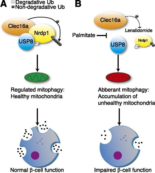 Figure 7. Schematic model of the Clec16a-Nrdp1-USP8 mitophagy complex. A: Under physiologic conditions, Clec16a promotes nondegradative ubiquitination (Ub) of the E3 ligase Nrdp1 to facilitate complex formation between Clec16a, USP8, and Nrdp1. This complex functions to promote normal mitophagy initiation and balance mitochondrial quality control, which in turn leads to normal β-cell function and regulated insulin release. B: However, under conditions of impaired Clec16a function, such as pharmacologic inhibition by the chemotherapeutic lenalidomide or glucolipotoxicity, Clec16a-mediated Nrdp1 ubiquitination is inhibited and the Clec16a-USP8-Nrdp1 complex is destabilized. This leads to dysfunctional mitophagy, loss of mitophagic quality control, and dysregulated mitochondrial respiration, ultimately leading to compromised β-cell insulin release.