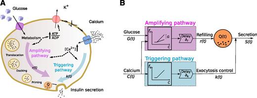 Figure 1. Key insulin secretory mechanisms of the β-cell and corresponding mathematical representation. A: Scheme of the triggering and amplifying pathways that regulate insulin secretion in β-cells. The increase in ATP/ADP ratio closes KATP channels, which causes membrane depolarization, promotes calcium influx, and increases the cytosolic calcium concentration, thereby stimulating exocytosis (triggering pathway). Glucose metabolism also produces signals that do not further increase calcium but augment calcium-induced exocytosis of insulin granules (amplifying pathway). B: Schematic representation of the insulin secretion model. The IRP Q(t) is depleted by the calcium-mediated exocytosis k(t) (which depends on intracellular calcium through the function fk) and is replenished by the calcium- and glucose-mediated refilling r(t) (which depends on calcium and glucose through the refilling function fr). The effects of changes in calcium and glucose on exocytosis and refilling take place with a delay (∂k and ∂r). Glucose and calcium are the inputs to the model. If intracellular calcium is not experimentally available (as is the case in human experiments), it is provided by the glucose-calcium model (Supplementary Fig. 2).