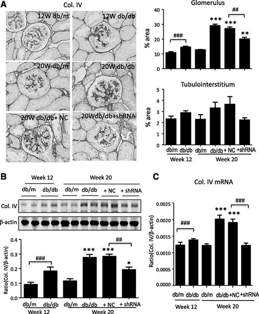 Figure 6. Knockdown of renal Erbb4-IR inhibits collagen IV (Col. IV) expression in the diabetic kidney of db/db mice. A: Immunohistochemistry and quantitative analysis of Col. IV expression. Original magnification ×400. B: Western blot analysis of Col. IV protein expression. C: Real-time PCR analysis of Col. IV mRNA expression. Each bar represents the mean ± SEM for groups of six to eight mice. *P < 0.05; **P < 0.01; ***P < 0.001 compared with week 20 db/m mice; ##P < 0.01; ###P < 0.001 as indicated. Col. I, collagen I; NC, db/db mice received empty vector; shRNA, db/db mice received Erbb4-IR shRNA treatment.