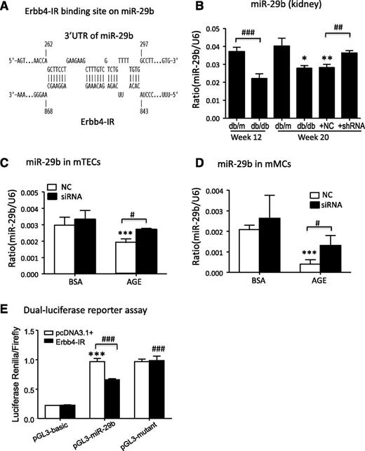 Figure 8. Erbb4-IR inhibits the expression of miR-29b at the transcriptional level. A: Predicted binding site of Erbb4-IR on the genomic sequence of miR-29b. B: Real-time PCR for expression of miR-29b in diabetic kidney. *P < 0.05; **P < 0.01 compared with week 20 db/m mice; ##P < 0.01; ###P < 0.001 as indicated. C and D: Real-time PCR for expression of miR-29b in mTEC and mMCs in response to AGE (100 μg/mL) stimulation at 3 h. ***P < 0.001 compared with NC with BSA control; #P < 0.05 as indicated. E: Dual-luciferase reporter assay shows that overexpression of Erbb4-IR largely inhibits the reporter activity of miR-29b compared with the empty vector control (pcDNA3.1+), whereas the inhibitory effect was blocked by the deletion of predicted binding site of Erbb4-IR (pGL3-mutant). Each bar represents the mean ± SEM for groups of six to eight mice. ***P < 0.001 compared with empty vector (pcDNA3.1+) with pGL3-basic; ###P < 0.001 compared with Erbb4-IR overexpression (Erbb4-IR) with pGL3-miR-29b reporter plasmid as indicated.