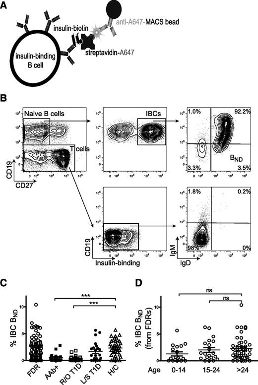 Figure 1. Loss of IBC BND cells in subjects with autoantibody-positive (AAb+) prediabetes and recent-onset type 1 diabetes (R/O T1D) and some FDRs. A: Diagram of the adsorbent used to identify and enrich for IBCs. B: Representative gating strategy from a healthy control subject (H/C) to identify anergic (BND) IBCs. Gates for IgM and IgD are drawn on the basis of T cells (CD19−) and verified by using fluorescence minus one controls. C: BND cells (as a percentage of CD27− IBC-positive B cells) in peripheral blood of FDRs (n = 103); subjects with AAb+ prediabetes (n = 18), R/O T1D (n = 21), and long-standing type 1 diabetes (L/S T1D) (n = 21) and H/Cs (n = 49). D: BND cells (as percentage of CD27− IBC-positive B cells) in blood of FDRs of various age-groups (years). ***P < 0.001 by Student t test. ns, nonsignificant.