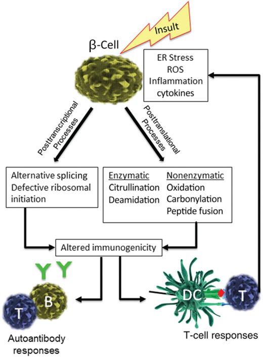 Mechanisms of neoepitope formation. The formation of neoepitopes arises as a consequence of various types of insults that generate endoplasmic reticulum stress, reactive oxygen species, and/or inflammatory cytokines in the affected tissue. DC, dendritic cell.
