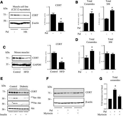 Figure 1. Effect of lipotoxicity on CERT expression in muscle cells. C2C12 myotubes were treated with 0.75 mmol/L palmitate (Pal) for 16 h. Cells were collected and CERT protein content (A) and total ceramide and SM levels (B) were assessed. Data are mean ± SEM (n = 6). *P < 0.05, relative to control. CERT protein content (C) and total ceramide and SM levels (D) were determined from HFD- and chow diet (control)–fed mouse gastrocnemius muscle. Data are mean ± SEM (n = 3). *P < 0.05, relative to control muscles. Cultured human control and diabetic myotubes were treated with 100 nmol/L insulin before being lysed (E). C2C12 myotubes were treated with 0.75 mmol/L Pal with or without 10 μmol/L myriocin for 16 h before being lysed and immunoblotted (F) and total ceramide assessed (G). Data are mean ± SEM (n = 3). *P < 0.05, relative to untreated cells.