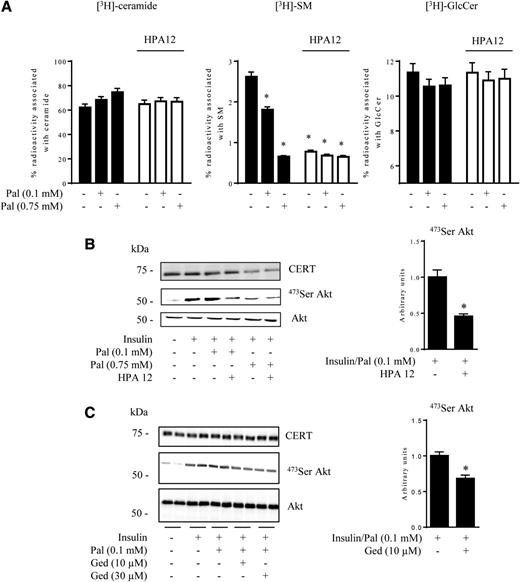 Figure 2. Effect of palmitate (Pal) and CERT inhibitors on SM synthesis and insulin sensitivity in C2C12 myotubes. A: C2C12 myotubes were treated with 0.1 or 0.75 mmol/L Pal in the presence of 10 μmol/L HPA12 for 16 h and then pulsed with 0.3 µCi [C3-3H]sphingosine for 2 h at 10°C. At the end of the pulse, cells were harvested and subjected to lipid extraction and partitioning. The methanolized organic phase and the aqueous phase were analyzed by HPTLC and digital autoradiography of HPTLC. Data are mean ± SEM (n = 3). *P < 0.05, relative to control. B: C2C12 myotubes were treated with 0.1 or 0.75 mmol/L Pal with or without 10 μmol/L HPA12 for 16 h. Insulin (100 nmol/L) was added during the last 10 min of culture, and the cells were lysed. C: C2C12 myotubes were treated with 0.1 mmol/L Pal with or without 10 or 30 μmol/L gedunin (Ged) for 16 h. Insulin (100 nmol/L) was added during the last 10 min of culture, and cells were lysed. Cell lysates were immunoblotted with the indicated antibodies. Histograms show densitometric quantification of both CERT and Ser-473 Akt. Data are mean ± SEM (n = 3). *P < 0.05, relative to insulin/Pal-treated cells.