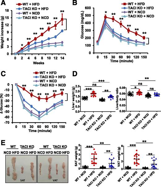 Figure 1. TACI KO mice manifest limited dysregulation in metabolic parameters after HFD feeding. Wild-type (WT) and TACI KO mice were fed with either NCD or HFD (60% kcal fat) for 14 weeks. A: Body weight was measured biweekly to assess weight gain. Intraperitoneal GTT (B) and ITT (C) were performed at 14-week time point. D: Liver, SAT, and VAT of mice were isolated at the end of experiment. E: Liver weight and the ratio of liver to body weight are plotted. A representative image and weights of SAT and VAT from both strains are shown. Data presented as mean ± SD of 15 mice in each group. ns, not significant. *P < 0.05; **P < 0.01; ***P < 0.001.