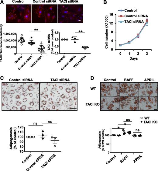 Figure 2. TACI is not required for adipogenesis. A: TACI expression in 3T3-L1 fibroblasts was determined by confocal microscope (scale bar = 20 µm) or real-time PCR 48 h after transfection of cells with control or TACI-specific siRNA. The samples were run in duplicates, and each experiment was repeated three times. Quantification of TACI (red) fluorescence intensity and mRNA levels were plotted. **P < 0.01. B: The proliferation of control or TACI-specific siRNA–transfected 3T3-L1 fibroblasts was quantified by counting the live cells after exclusion of the trypan blue–stained dead cells. The samples were run in triplicates, and each experiment was repeated three times. C: Control or TACI-specific siRNA–transfected 3T3-L1 cells were incubated with differentiation medium for 3 days and maintenance medium for another 3 days. Cells were fixed and lipid accumulation was monitored by Oil Red O staining. Images are presented at original magnification ×200 (scale bar = 100 µm). Lipid stains were extracted with isopropyl alcohol and quantified with spectrophotometry. Data were normalized to the mock control, and means ± SD of three experiments were plotted. D: Wild-type (WT) and TACI KO primary SAT-derived mesenchymal cells, isolated from groups of three mice, were incubated with differentiation medium for 3 days and maintenance medium for 3 more days with or without 100 ng/mL BAFF or APRIL. Cells were fixed and lipid accumulation was monitored by Oil Red O staining. Images are presented at original magnification ×200 (scale bar = 50 µm). Lipid stains were extracted with isopropyl alcohol and quantified with spectrophotometry. Data were normalized to the wild-type control, and the means ± SD of four experiments were plotted. ns, not significant. *P < 0.05.