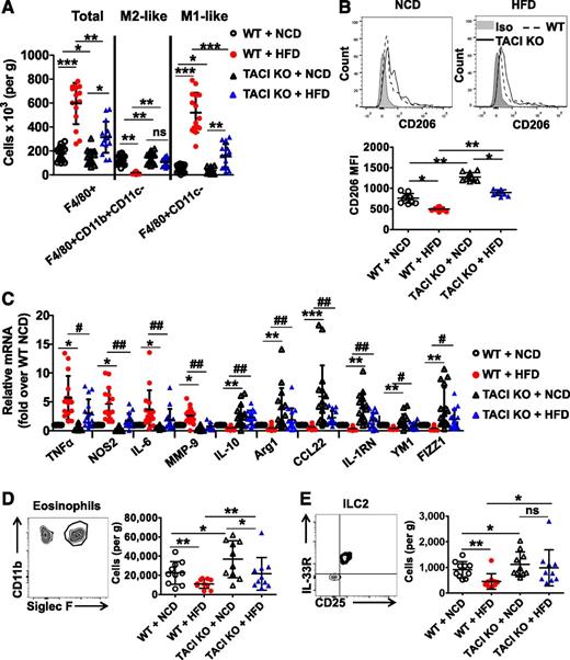 Figure 3. Changes in TACI KO mouse AT cellular composition after HFD challenge reflect type 2 immune response. A: TACI KO and wild-type (WT) mouse SVF cells were isolated from perigonadal fat pad and analyzed by flow cytometry. Isolated cells were stained with F4/80, CD11b, and CD11c antibodies to enumerate M1-like and M2-like Mϕs. (See Supplementary Fig. 3B for gating strategy.) Data presented as mean ± SD of 15 mice. B: SVF cells were further purified by density centrifugation with 30 and 70% Percoll gradient, and Mϕs were positively collected using F4/80 antibodies and magnetic-activated cell sorting technology. CD206 expression on isolated Mϕs was measured by flow cytometry. Data presented as mean ± SD of 10 mice. C: Isolated Mϕs were also used to quantify the expression levels of M1- and M2-associated genes in real-time PCR. Data presented as mean ± SD of 15 mice per group. D: Perigonadal fat pad SVF cells were gated with CD11b and Siglec F antibodies to quantify eosinophil numbers. (See Supplementary Fig. 5B for gating strategy.) Data presented as mean ± SD of 10 mice. E: Antibodies against CD25, CD127, and IL-33R molecules were used to quantify ILC2 cells. (See Supplementary Fig. 5C for detailed gating strategy.) Data presented as mean ± SD of 10 mice. Quantification of Mϕs, eosinophils, and ILC2 was shown as cell numbers of fluorophore-positive cells in 1 g of VAT tissue. Iso, isotype; MFI, mean fluorescence intensity; ns, not significant. *P < 0.05, **P < 0.01, and ***P < 0.001. #P < 0.05 and ##P < 0.01.