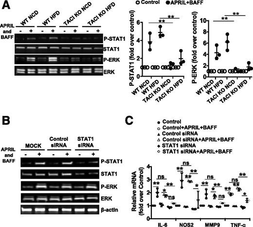 Figure 4. Impaired BAFF- and APRIL-induced ERK/STAT1 signaling is responsible for the M2 polarization of TACI-deficient Mϕs. A: AT Mϕs from TACI KO or WT HFD mice were stimulated with APRIL plus BAFF for 24 h. Total and phosphorylated ERK1/2 and STAT1 were detected by Western blot analysis. One out of three experiments with similar results is shown. B: Peritoneal Mϕs from wild-type (WT) mice were stimulated with APRIL plus BAFF for 24 h after transfection with control or STAT1 siRNA. Total and phosphorylated forms of STAT1 and ERK1/2 were detected by Western blot analysis. One out of three experiments with similar results is shown. C: The expression of M1-associated genes in these cells was analyzed by real-time PCR. Data presented are the mean ± SD of three experiments. ns, not significant. *P < 0.05, **P < 0.01.