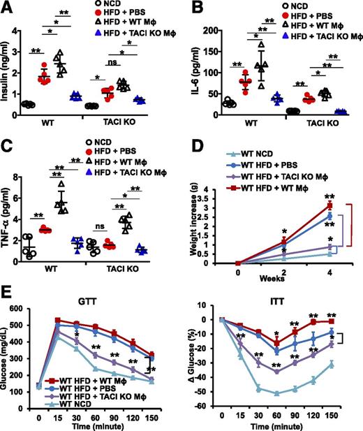 Figure 5. Transfer of TACI-deficient Mϕs improves glucose homeostasis in obese wild-type (WT) mice. Peritoneal Mϕs were isolated from HFD-fed WT or TACI KO mice and transferred into either HFD-fed WT or TACI KO recipient mice. NCD-fed mice and PBS-injected mice served as controls. After 14 days, basal serum insulin (A), IL-6 (B), and TNF-α (C) levels were assessed. D: The increase in body weight 2 and 4 weeks after the transfer of peritoneal Mϕs or PBS was determined. NCD-fed WT mice served as control. E: Intraperitoneal GTT and ITT were also performed 14 days after Mϕ transfer. Data presented as mean ± SD of five mice per group. In GTT and ITT groups, statistical comparisons were made with PBS-injected HFD-fed WT mice. ns, not significant. *P < 0.05; **P < 0.01.