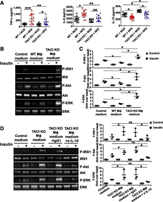 Figure 8. TACI-deficient Mϕs sensitize wild-type (WT) adipocytes to insulin stimulation. A: Mean TNF-α, IL-6, and IL-10 levels in culture supernatants of WT and TACI-deficient VAT Mϕs are shown (n = 15 for each group). B: HFD-fed WT mouse SAT fractions were cultured in CM collected from VAT Mϕs of HFD-fed WT or TACI KO mice for 3 days and then starved for 24 h. After starvation, cells were stimulated with insulin and extracted proteins were subjected to Western blot analysis. One of three experiments with similar results is shown. C: Ratios of P-IRS-1, P-Akt, and P-ERK1/2 band densities in CM-stimulated VAT fractions to their corresponding total proteins were calculated. Mean fold induction relative to basal levels from three experiments is shown. D: WT mouse VAT fractions were cultured for 3 days in CM from HFD-fed TACI-deficient Mϕs with IgG1 or α-IL-10 antibodies. After 3 days of starvation and insulin stimulation, proteins were extracted and subjected to Western blot analysis. One of three experiments with similar results is shown. ns, not significant. *P < 0.05; **P < 0.01; ***P < 0.001.
