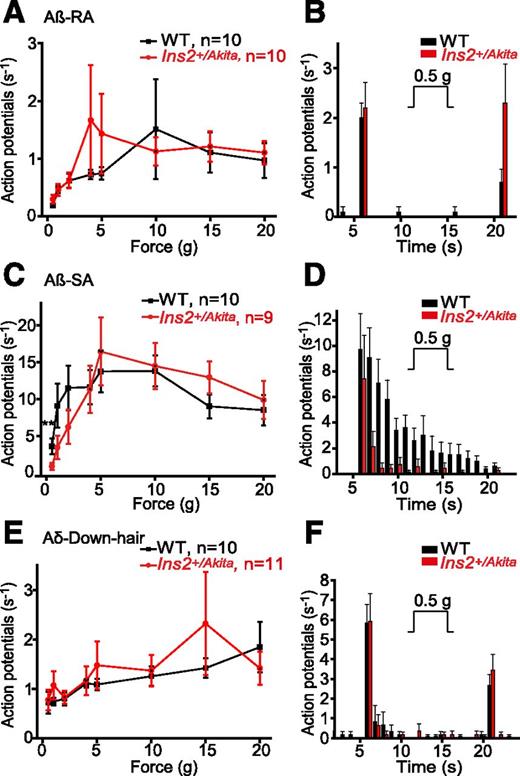 Figure 2. Diabetes has a limited impact on low-threshold mechanoreceptors. The number of action potentials elicited per second by a 15-s force step in skin-nerve preparations from 20-week-old male WT and Ins2+/Akita mice is shown for RA, SA, and DH fibers. RA (A) and DH (E) fibers from Ins2+/Akita and WT littermates responded similarly in response to all forces. The pattern of temporal response to sustained stimuli was indistinguishable between WT and Ins2+/Akita RA (B) and DH (F) fibers, with high rates of action potentials at the force onset and offset. The mean response to 0.5 g constant force is shown. C: Diabetic SA fibers responded significantly less to the lowest force of 0.5 g (P = 0.01, Mann-Whitney U test). D: Diabetic SA fibers showed a reduced firing rate after the first second to a 0.5-g sustained force. **P < 0.01, compared with SA fibers from WT mice, Mann-Whitney U test.