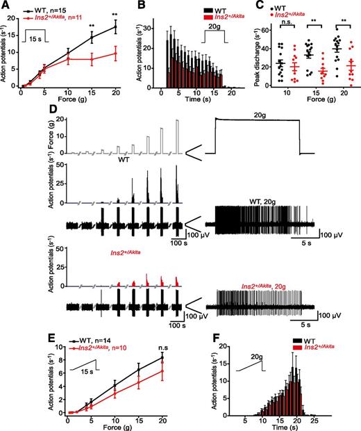 Figure 3. AMs are impaired in diabetic Ins2+/Akita mice. A: Ins2+/Akita AM fibers displayed a reduced rate of action potential discharge in response to 15-s applications of 15 and 20 g of force, compared with WT fibers (P = 0.008 for 15 g, P = 0.0012 for 20 g, Mann-Whitney U test). B: Ins2+/Akita AM fibers display a reduced rate of firing in response to application of 20 g of force, with a particularly marked reduction during the first few seconds of the stimulus. C: WT AM fibers attained significantly higher maximal firing rates in response to applications of both 15 and 20 g (P = 0.002 for 15 g and P = 0.005 for 20 g, Mann-Whitney U test) compared with diabetic AM fibers. D: Example traces of Ins2+/Akita and WT AM fibers demonstrating the markedly reduced response rate in diabetic AM fibers. E: Ins2+/Akita and WT AM fiber responses evoked by increasing force ramps. F: The temporal pattern of impulse discharge rates evoked by 20-g force ramps in Ins2+/Akita and WT AM fibers. **P < 0.01, compared with WT, Mann-Whitney U test. All fibers were recorded in preparations from 20-week-old male mice.