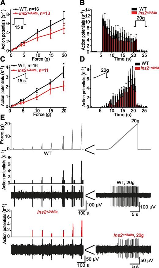 Figure 4. CMs are impaired in diabetic Ins2+/Akita mice. The rate of action potential discharge evoked by 15-s force steps (A) and the mean temporal discharge pattern produced by 20-g steps (B) in Ins2+/Akita and WT CM fibers are shown. C: Application of force ramp stimuli evoked a significantly reduced rate of impulse discharge in Ins2+/Akita compared with WT CM fibers at 20 g, with a pattern of reduced response rates at lower ramp forces (P = 0.035, Mann-Whitney U test). D: The mean firing patterns evoked by stimulation of Ins2+/Akita and WT CM fibers with 20-g ramps show that diabetic CM fibers respond with reduced discharge rates throughout the stimulus, particularly in response to the peak force at the end of the challenge. E: Typical traces of the response of Ins2+/Akita and WT CM fibers illustrate that diabetic CM fibers produce fewer action potentials in response to the application of 20-g force ramps. *P < 0.05; compared with WT, Mann-Whitney U test. All fibers were recorded in preparations from 20-week-old male mice.
