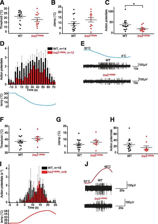 Figure 5. Temperature-evoked responses in mechanosensitive C-nociceptors. The distribution of temperature thresholds and the temperature change required to elicit cold (A and B) and heat activation (F and G) in Ins2+/Akita and WT CMs are shown. The number of action potentials evoked by a 60-s cold ramp was significantly reduced in CM nociceptors in preparations from Ins2+/Akita compared to WT mice (C). The temporal response pattern evoked by cold ramps did not differ between fibers from Ins2+/Akita and WT mice (D). Heat-evoked action potentials in CM nociceptors in preparations from Ins2+/Akita and WT mice (H and I). Example traces of WT and diabetic CM nociceptors responding to cold (E) and heat (J). *P < 0.05, compared to WT, Mann-Whitney U test. The numbers of fibers studied in the different categories are indicated in panels D and I. All fibers were recorded in preparations from 20-week-old male mice.