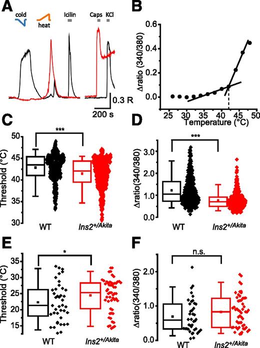 Figure 6. Temperature-evoked responses in DRG neurons. A: DRG neurons loaded with Fura-2 were challenged with cold and heat followed by the TRPM8 (transient receptor potential cation channel subfamily M member 8) agonist icilin (1 μmol/L), the TRPV1 agonist capsaicin (1 μmol/L), and KCl (50 mmol/L). The black trace is an example of a typical icilin- and cold-sensitive neuron. This neuron exhibits an off-response after the heat ramp, when the temperature is returned to ∼30°C. The red trace is an example of a heat- and capsaicin-sensitive neuron. B: Neurons that responded to a temperature ramp with a discontinuous rate of [Ca2+]i increase were considered heat/cold sensitive and included in the analysis. The distribution of temperature thresholds for heat activation (C) and cold activation (E) in Ins2+/Akita and WT neurons. D: Heat-evoked [Ca2+]i response amplitudes were reduced in neurons from Ins2+/Akita mice compared with WT mice, whereas the amplitudes of cold responses were unchanged (F). *P < 0.05, ***P < 0.001, unpaired t test. DRG neurons were isolated from male mice 12 or 20 weeks of age.