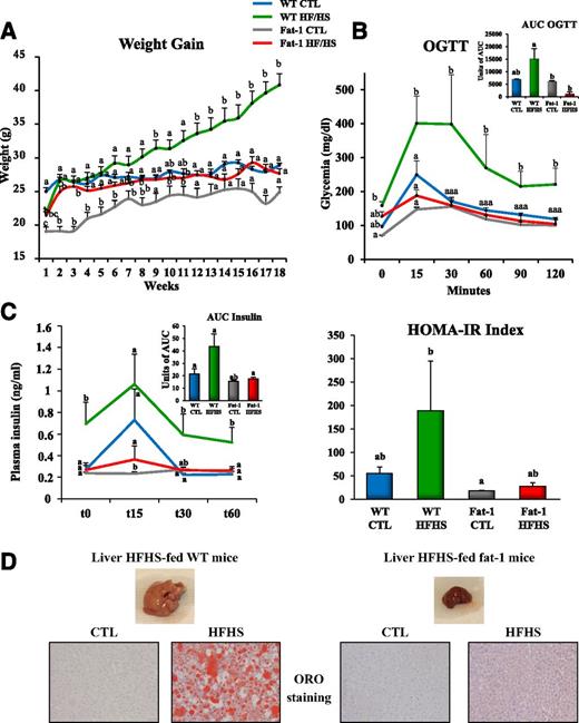 Figure 1. The fat-1 transgenic mice maintain a lean phenotype when fed an HFHS diet. Mice (WT and fat-1 transgenic) were fed a CTL or HFHS diet for 18 weeks. A: Weight gain curves (n = 8 per group). B: OGTT and AUCs for OGTTs. C: Insulin response to OGTT. HOMA-IR, HOMA of insulin resistance. D: Representative photographs of the liver of WT and fat-1 mice fed an HFHS diet and representative Oil Red O (ORO)–stained liver sections (n = 8 per group). Data are expressed as means ± SEM. Data with different superscript letters are significantly different at P < 0.05, according to the post hoc ANOVA statistical analysis. Similar results were obtained in five independent experiments.