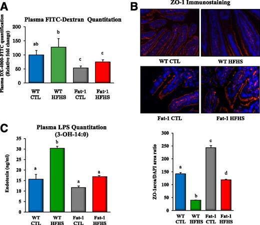 Figure 2. The fat-1 mice are protected against gut barrier dysfunction with consequences on metabolic endotoxemia. A: Intestinal permeability assay: plasma FITC-dextran 4 (DX, 4,000 molecular weight) oral challenge was measured in WT and fat-1 mice fed the CTL or HFHS diet for 17 weeks. B: Representative immunofluorescence staining for ZO-1 in the jejunum of WT and fat-1 mice fed the CTL or HFHS diet for 18 weeks, and ZO-1 immunostaining quantification of WT and fat-1 mice presented as ZO-1 area–to–DAPI area ratio. C: Direct plasma quantitation of 3-β-hydroxymyristic (OH) acid concentration by gas chromatography-mass spectrometry in WT and fat-1 mice fed the CTL or HFHS diet for 18 weeks (n = 8 per group). Data are means ± SEM. Groups with different superscript letters are significantly different at P < 0.05, according to the Kruskal-Wallis test and the Dunn multiple comparisons test.