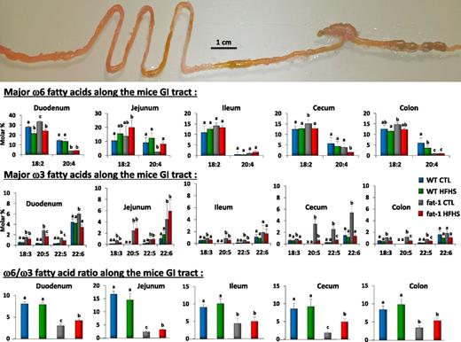 Figure 3. Major ω6 and ω3 fatty acid composition and ω6-to-ω3 fatty acid ratio along the gastrointestinal (GI) tract of WT and fat-1 mice fed the HFHS and CTL diets. Major fatty acid composition and ω6-to-ω3 fatty acid ratios of the different sections of the gastrointestinal tract of WT and fat-1 transgenic mice fed the HFHS and CTL diets (mean ± SEM). Groups with different superscript letters are significantly different at P < 0.05, according to the Kruskal-Wallis test and the Dunn multiple comparisons test (n = 5 per group). The ω6-to-ω3 ratio is given by (18:2 ω6 + 20:4 ω6 + 22:4 ω6 + 22:5 ω6)/(18:3 ω3 + 20:5 ω3 + 22:5 ω3 + 22:6 ω3).