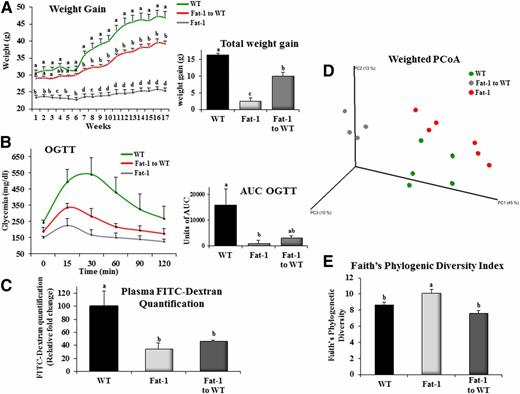Figure 5. Transplantation of the ω3-modified microbiome as a relevant way to preserve a lean phenotype in mice fed the HFHS diet. After fecal microbiota transplantation from fat-1 to WT mice, the WT and fat-1 transgenic mice were fed an HFHS diet for 16 weeks. A: Weight gain curves (n = 6 per group). The inset represents the total body weight gain (g, n = 6 per group). B: Mice were fasted for 6 h, and an OGTT was performed after gavage with glucose (2 g/kg body weight). The inset represents the AUC of the three different groups. C: Plasma FITC-dextran 4 oral challenge was measured for the intestinal permeability assay in WT and fat-1 mice fed an HFHS diet for 16 weeks. D: PCoA of the weighted UniFrac distance matrix. E: Variation between groups of Faith’s Phylogenetic Diversity index. Groups with different superscript letters are significantly different at P < 0.05, according to the Kruskal-Wallis test and the Dunn multiple comparisons test.