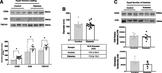 Figure 2. A: Western blot of plasma exosomes isolated through the use of ExoQuick from control and STZ-induced diabetic (3 months) mice (top). Under conditions of equal volume, increased amounts of exosomal markers (CD63, CD9, and TSG101) were measured in diabetic mouse plasma (bottom). The markers were quantified on the basis of average band intensity (n = 9, 8, and 7 for the three control measurements (gray bars, gray circles, left to right), and n = 15, 9, and 9 for diabetes measurements (white bars, black squares, left to right). *P < 0.05. B: DLS (nanometer) readings of mouse plasma exosomes showed no change in exosome diameter between control mice (n = 10; gray bars, gray circles) and diabetic mice (n = 15; white bars, black squares). C: Western blot of plasma exosomes isolated with ExoQuick from control and STZ-induced diabetic (3 months) mice. Under loading conditions with an equal number of vesicles, no change in plasma exosomes (CD63 and CD9) was observed between control mice (gray bars, gray circles) and diabetic mice (white bars, black squares). Exosomes were quantified on the basis of average band intensity (n = 10 [middle] and 4 [bottom] for control and n = 12 [middle] and 6 [bottom] for diabetes). All data points are shown as univariate scatter plots with mean and SD.