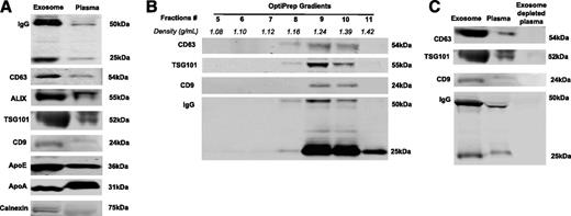 Figure 3. Characterization and specificity of Ig binding to exosomes. A: Western blot of exosomes from mouse plasma isolated with ExoQuick, with a 20-μg protein loading volume. Exosomes isolated from mouse plasma showed enrichment of exosomal markers (CD63, ALIX, TSG101, CD9) than whole plasma. Specificity of exosome isolation was confirmed using lipoprotein markers (ApoE and ApoA) and the endoplasmic reticulum marker calnexin. B: Western blot of total circulating exosomes. Exosomes were separated with OptiPrep Density Gradient after ExoQuick isolation. The exosomal markers CD63, TSG101, and CD9, as well as Ig, are present in fractions with a density of 1.16–1.39 g/mL (fractions 8–10). C: Ig is removed in exosome-depleted plasma (right lane).