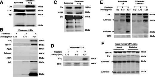 Figure 5. Western blot of complement activation exosomes isolated from mouse and human plasma through ultracentrifugation or ExoQuick and purified with OptiPrep Density Gradient. A: Binding of the human complement protein C1q to ExoQuick-isolated mouse exosomes. B: C1q specifically bound to mouse plasma exosomes with a density of 1.24 g/mL (fraction 9). This fraction was negative for ApoE, ApoA, and calnexin. C: Endogenous human C1q was detected in nondiabetic human plasma exosomes isolated via ultracentrifugation. D: After centrifugation in the OptiPrep gradient, human nondiabetic plasma fractions 7–9 were ran. C1q and CD63 were expressed in fraction 9. E: C1 was activated by ultracentrifugation-isolated human plasma exosomes. A C1 activation assay was performed by incubating the C1 complex with human plasma exosomes, fractionating them with OptiPrep Density Gradient. The C1 complex bound to exosomes with a 1.24 g/mL density (fraction 9) and activated the serine protease subcomponent C1s (left). The activity of C1s was inhibited by a C1 inhibitor (INHC1) (right). F: Under conditions that used an equal number of vesicles, no difference was observed in C1 activation in plasma exomes isolated with ExoQuick from control and STZ-induced diabetic (3 months) mice (n = 3 for both groups).