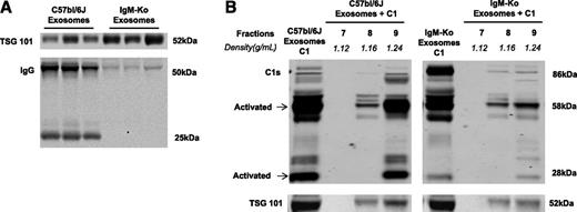 Figure 6. Western blot of plasma exosomes isolated from C57bl/6J and IgM-KO mice with ExoQuick and OptiPrep Density Gradient. A: IgM-KO exosomes (right) showed no expression of IgG, but C57bl/6J exosomes did (left). B: C1 is activated with exosomes from C57bl/6J mice (left), but not with plasma exosomes from IgM-KO mice (right) (n = 3).