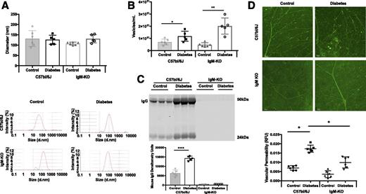 Figure 7. Analysis of plasma exosomes, isolated with ExoQuick, from control and STZ-induced diabetic (7 weeks) C57BL/6J and IgM-KO mice. A: DLS measurements showed no difference in the diameter of plasma exosomes from C57bl/6J and IgM-KO control (gray bar, gray circles, and white bar, black squares, respectively) or C57bl/6J or IgM-KO diabetic mice (white bar, gray triangles and white bar, white circles, respectively). B: The number of plasma exosomes was increased significantly in both C57bl/6J and IgM-KO diabetic mice compared to control (symbols as in A) . Exosomes were isolated with ExoQuick from plasma from control (n = 6) and STZ-induced diabetic (n = 5) mice and measured by using SLS (kilocounts per second). *P < 0.05; **P < 0.01. C: Western blot of ExoQuick-isolated mouse plasma exosomes (top). Under loading conditions of equal volume, more diabetic C57bl/6J plasma exosomes contained IgG (white bar) than control plasma exosomes (gray bar) (bottom). No IgG expression was measured within IgM-KO control or diabetic plasma exosomes. ***P < 0.001. D: Retinal permeability was examined in control and diabetic C57bl/6J and IgM-KO mice (7 weeks control and diabetes; n = 6). Diabetic C57bl/6J retinas showed more vascular permeability than control retinas (top), but retinal vascular permeability in IgM-KO mice did not significantly change between the control and diabetes states (bottom). Retinal fluorescence intensity is quantified through the use of fluorescein isothiocyanate–albumin, as shown in the graph at the bottom (control, n = 6; diabetes, n = 5; black circles = C57bl/6J control, black squares = C57bl/6J diabetic; black triangles = IgM-KO control; black inverted triangles = IgM-KO diabetic). Scale bars = 50 μm. All data points are presented as univariate scatter plots with mean and SD. d.nm., diameter, in nanometers; RFU, relative fluorescent unit.