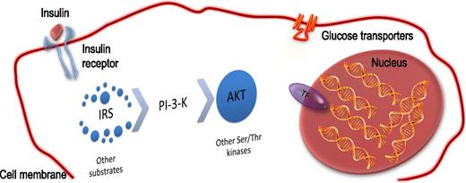 Figure 1. Shifting focus in insulin action research. Insulin acts through a single cell surface receptor, activating its tyrosine phosphorylation. This signal is converted through adaptor proteins (Irs) into a lipid phosphorylation signal (PI-3-kinase), which is then engaged to activate a subset of serine-threonine kinases, the most important of which is Akt. This leads to various biologic effects, including translocation of glucose transporters and inactivation of Foxo. TF, transcription factor.