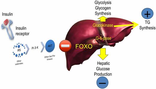 Figure 2. Foxo as the single checkpoint for G6pc and Gck. Insulin activates Gck and inhibits G6pc through the Akt pathways. Surprisingly, it does so through a single mediator, Foxo. The implication of this discovery is that suppression of glucose release through inhibition of G6pc is bound to increase flux through Gck, with the potential to increase lipogenesis and glucose oxidation and storage. TG, triglyceride.