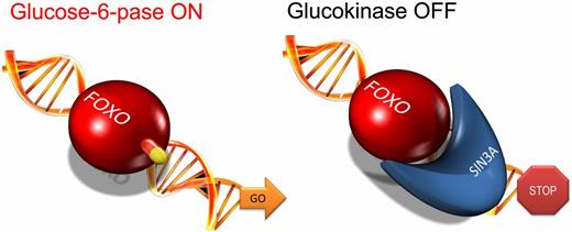 Figure 3. Activating and repressing function of Foxo1. Many transcription factors have dual effects on gene expression, turning some genes on and others off. In the case of Foxo regulation of G6pc and Gck, the activation mechanism is based on direct DNA binding through the protein’s namesake, forkhead domain. The repressor mechanism is based on the recruitment of Sin3a, a large component of the gene repressor complex, as the Foxo corepressor of Gck. This opens up the possibility of identifying drugs that act selectively on a specific function.