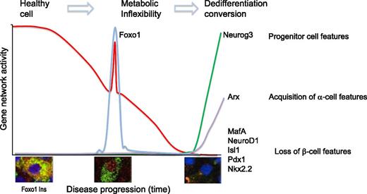 Figure 4. Model of the progression of β-cell failure. The graph shows a model of changes in gene expression during three phases of progression of β-cell dysfunction, indicated at the top. Metabolic inflexibility is a state in which the pairing of ATP generation with insulin secretion is impaired. Dedifferentiation is a state in which features of mature β-cells are lost. Shown at the bottom is representative immunohistochemistry of Foxo1 translocation from the cytoplasm to the nucleus of the β-cell in response to changes in glucose, lipid, and cytokine levels. Foxo is detected by red fluorescence, insulin by green fluorescence. Nuclear translocation is associated with the activation of a stress response that aims to prevent loss of β-cell features through the genes indicated on the right-hand column. Nuclear Foxo1 is degraded if hyperglycemia is not reversed, paving the way for the activation of progenitor-like features and conversion into α-like–cells.