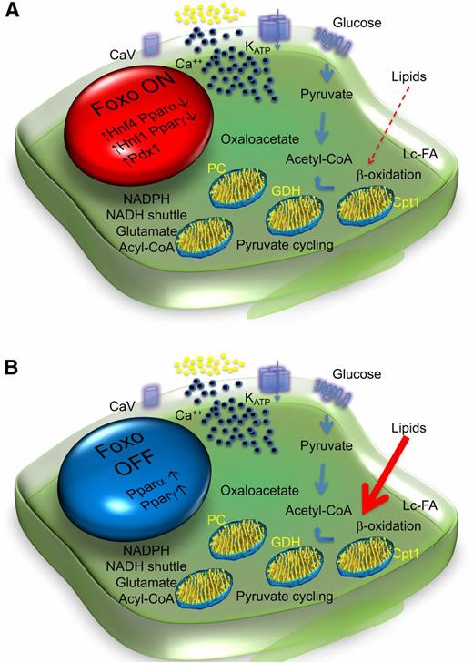 Figure 5. Metabolic inflexibility and β-cell failure. A: In response to factors requiring increased β-cell insulin secretion (transient hyperglycemia, increased lipids, inflammation, cytokines) in the early phases of diabetes, Foxo1 translocates to the nucleus to enforce a gene expression network that includes several maturity-onset diabetes of the young genes (e.g., Hnf4α, Hnf1α, Pdx1), allowing glucose flux into mitochondria for ATP production (thick arrows), while suppressing Pparα to limit lipid oxidation (thin dotted arrow). B: As Foxo1 becomes functionally exhausted, expression of maturity-onset diabetes of the young genes decreases and Pparα increases. β-Cells become transcriptionally blindsided to the effects of glucose, increasing lipid oxidation. Interestingly, Pparγ is also activated with Pparα. We interpret this as an attempt by the β-cell to divert carbons into lipid synthesis rather than oxidation. These data provide a potential explanation for the direct beneficial effects of thiazolidinediones on β-cell function. Cpt1, carnitine palmitoyl-transferase; GDH, glutamate dehydrogenase; Lc-FA, long chain fatty acids; PC, pyruvate carboxylase.