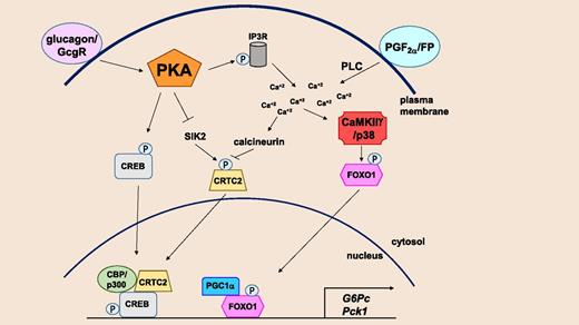Figure 1. Pathways through which glucagon, acting through GcgR, and PGF2α, acting through FP, increase the expression of genes involved in HGP, notably G6pc and Pck1. CBP, CREB-binding protein; P, phosphate; PLC, phospholipase C.