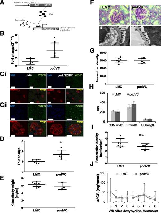 Figure 2. Characterization of podVEGFC mouse. A: A 2.5-kb fragment of the NPHS2 promoter-enhancer region directs the expression of rtTA in podocytes. In the presence of doxycycline, a transcriptional activator fusion protein binds to the tetracycline-response operon promoter element (TetO) and initiates mouse VEGFC transcription (29). B: Glomeruli were isolated from podVEGFC (podVC) or LMC mice after receiving doxycycline for 3 weeks. mRNA was extracted and quantitative PCR performed for VEGFC, normalized to GAPDH and to LMC animals (2−^^CT) (*P < 0.05, unpaired t test, n = 3). C: Kidneys from LMC and podVEGFC mice on doxycycline for 8 weeks were removed and snap frozen, and coimmunofluorescence was performed with anti-VEGFC (green), anti-nephrin (red) antibody, and DAPI (blue). Representative confocal images are shown. Images are shown at 10× (Ci; scale bar, 25 μm) and ×40 (Cii; scale bar, 70 μm). D: Semiquantification was performed on glomeruli (VEGFC/DAPI) and presented as the fold change (**P < 0.01, unpaired t test; n = 9 and 5, respectively). E: Kidneys from LMC and podVEGFC mice given doxycycline for 8 weeks were weighed and expressed as a ratio to total body weight. PAS staining and ultrastructural changes were imaged (Fi and Fii). Fi, magnification = ×40; Fii, scale bar = 500 nm. PAS staining was quantified (G; n = 5 and 8) as were parameters of glomerular ultrastructure, including GBM width, podocyte foot (FP) process width, slit diaphragm (SD) length (H; n = 4 and 8) and fenestration density per micrometer of GBM length (I; n = 4 and 8). J: Weekly urine uACRs are expressed (n = 6 and 5).