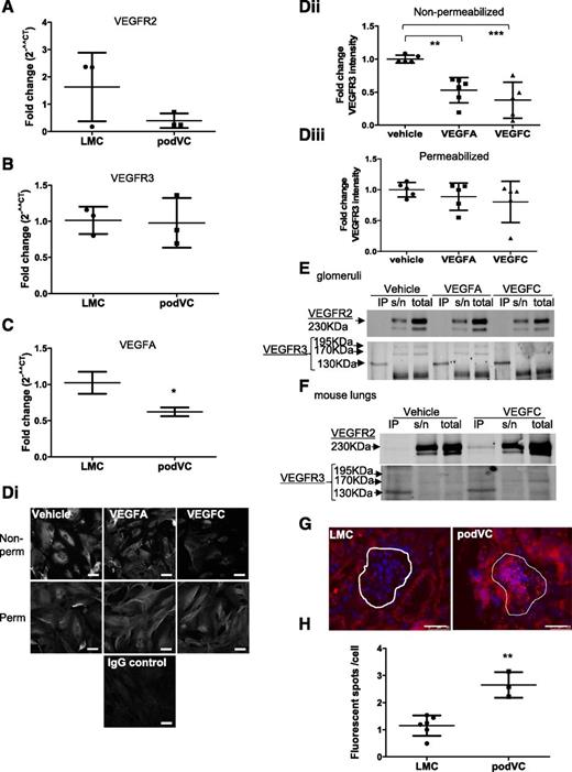 Figure 3. VEGFC overexpression affects VEGFA and VEGF receptors. Glomeruli were enriched from podVEGFC and LMC mice. Quantitative PCR was performed and normalized to GAPDH and LMC mice (2−^^CT). Relative VEGFR2 (A), VEGFR3 (B), and VEGFA (C) mRNA expression is shown (n = 3; *P < 0.05, unpaired t test). D: Human GEnCs were stimulated with VEGFC or VEGFA for 2 min; then fixed, nonpermeabilized or permeabilized, and stained for VEGFR3 or IgG control (scale bar, 50 μm). Di: Representative images are shown. Fold change in mean fluorescent intensity of VEGFR3 per cell is shown for nonpermeabilized (Dii) and permeabilized (Diii) GEnCs (n = 5–6; P < 0.001, one-way ANOVA). Isolated glomeruli (E) and homogenized lung (F) from wild-type mice were treated ex vivo with vehicle, VEGFC (30 min), and VEGFA (2 min, glomeruli fractions only). Samples were immunoprecipitated with anti-VEGFR3 then probed with anti-VEGFR3 or anti-VEGFR2. These are representative blots from three separate experiments. G: A PLA was performed on fresh frozen kidney sections from LMC or podVEGFC mice using antibodies to VEGFR2 and VEGFR3 (scale bar, 25 µm). H: Punctate events were counted through z-stacks in glomeruli (outlined) and expressed per nuclei. *P < 0.05, **P < 0.01, ***P < 0.001, unpaired t test, n = 6 and 3.