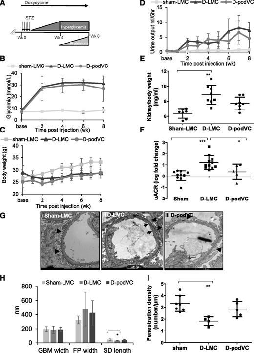 Figure 4. Early VEGFC expression reduces the development of DN. A: Mice were given doxycycline at the same time as STZ injections, at week 0. Glycemia (B), body weight (C), urine output (D), and kidney/body weight ratio (E; P < 0.05, one-way ANOVA) were monitored weekly after injections in D-LMC (diabetic) and D-podVEGFC mice compared with sham-LMC mice (n = 11, 3, and 5). F: Log fold change from baseline in uACR is shown at 8 weeks after STZ injection (P < 0.05, one-way ANOVA, n = 11, 11, and 5, respectively). Mice were cardiac perfusion fixed. Representative electron micrographs are shown at high power to show details of capillary loops in sham-LMC (Gi), D-LMC (Gii), and D-podVEGFC (Giii) mice. Arrows highlight the reduced endothelial fenestration density, and arrowheads highlight flattened foot processes. Scale bars, 1 μm. H: Ultrastructural changes were quantified by measuring GBM width, podocyte foot process (FP) width (P < 0.05, one-way ANOVA), and slit diaphragm (SD) length (n = 7, 4, and 5, respectively; P < 0.001, one-way ANOVA). I: Endothelial fenestration density per µm of GBM was also quantified (n = 7, 4, and 5, P < 0.05, one-way ANOVA). Bonferroni post hoc tests are indicated; *P < 0.05, **P < 0.01, ***P < 0.001, n = 5, 3, and 4. D-podVC, D-podVEGFC.