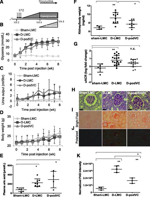Figure 5. VEGFC intervention reduces the development of DN. A: Mice were given STZ injections at week 0, then were given doxycycline after the establishment of hyperglycemia at week 4. Glycemia (B; n = 4, 20, and 9), urine output (C; n = 4, 16, and 11), and body weight (D; n = 4, 20, and 9) were measured weekly in sham-LMC, D-LMC, and D-podVEGFC (D-podVC) mice. Plasma uric acid (E; P < 0.05, one-way ANOVA), kidney/body weight ratio (F; P < 0.05, one way ANOVA, n = 4, 10, and 9), and uACR, presented as the log fold change from baseline (G; P < 0.05, one way ANOVA; n = 5, 18, and 15) were also measured at 8 weeks after injection. H: Representative PAS staining was performed on paraffin-embedded kidney sections from sham-LMC, D-LMC, and D-podVEGFC mice. Scale bars = 25 μm. Representative Picro Sirius red immunohistochemistry images are demonstrated under bright-field (I) and polarized (J) lenses (n = 3). Magnification = ×40. K: PAS staining intensity is quantified using Quantity One (P < 0.001, one-way ANOVA, n = 3). Post hoc tests are indicated: *P < 0.05, **P < 0.01. D-podVC, D-podVEGFC.