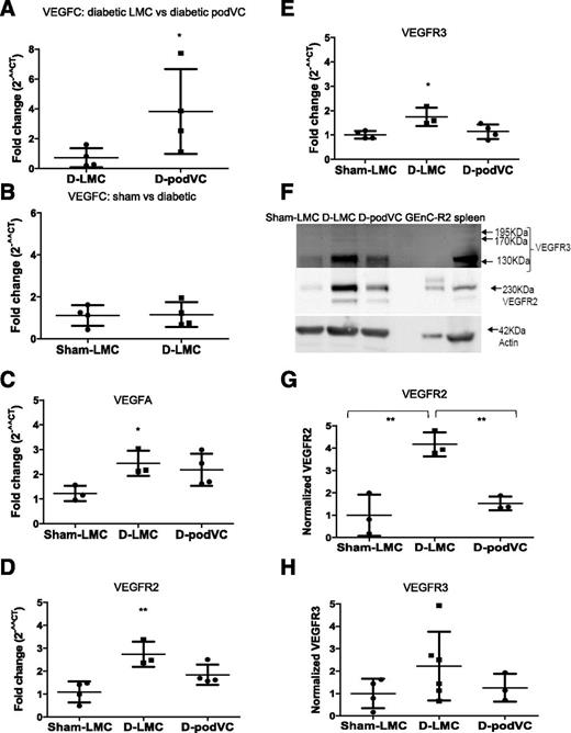 Figure 7. Glomerular VEGFC prevents the diabetes-associated changes in VEGFR expression. Glomeruli-enriched fractions from sham-LMC, D-podVEGFC (D-podVC), and D-LMC mice given doxycycline from 4 weeks after injection. mRNA was extracted and quantified using quantitative PCR normalized first to GAPDH then to LMC (2−^^CT). Glomerular-enriched fraction VEGFC expression is demonstrated by QPCR in D-podVEGFC compared with D-LMC mice (i.e., overexpressed) (A; P < 0.05, unpaired t test; n = 4) and in D-LMC compared with sham mice (i.e., endogenous) (B; n = 4). Glomerular-enriched fraction VEGFA mRNA expression is demonstrated by quantitative PCR in sham-LMC, D-LMC, and D-podVEGFC mice (C; P < 0.05, one-way ANOVA; n = 3). Glomerular VEGFR2 (D; P < 0.01, one-way ANOVA; n = 3, 3, and 4) and VEGFR3 (E; P < 0.05, one-way ANOVA; n = 3, 3, and 4) expression in sham-LMC, D-LMC, and D-podVEGFC mice are shown. Expression changes at the protein level for VEGFR3 and VEGFR2 were confirmed by Western blotting in isolated glomeruli from the same groups of mice. F: VEGFR2 overexpressing GEnCs (GEnC-R2) and mouse spleen were used as positive controls for VEGFR2 and VEGFR3, respectively (n = 3). Normalized density to actin, then sham for VEGFR2 (G; n = 3; P < 0.01) and VEGFR3 (H; n = 4, 6, and 3, respectively) is shown. Bonferroni post hoc tests are indicated: *P < 0.05, **P < 0.01.