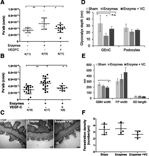 Figure 8. VEGFC protects against raised Ps’alb levels caused by systemic eGLX dysfunction. FVB/mixed background mice were administered hyaluronidase and chondroitinase either acutely (30 min i.v.; A) or chronically (osmotic minipump, 2 weeks; B–F). A: Glomeruli isolated from mice with acute eGLX dysfunction (enzymes +) were incubated ex vivo with (+) VEGFC, then Ps’alb was measured and compared with historical data without (−) VEGFC (40) (one-way ANOVA with Bonferroni post hoc tests indicated). Mice exposed to enzymes chronically over a period of 2 weeks were given VEGFC i.p. in the last week. B: Ps’alb measurements were taken in isolated glomeruli (one-way ANOVA, Bonferroni post hoc tests indicated). C: Representative electron microscope images of the glomerular filtration barrier for each condition (n = 4, 3, and 4, respectively) are shown with e-GLX highlighted (white brackets; scale bar, 100 nm). Glomerular ultrastructural parameters from these mice were quantified; eGLX depth, podocyte GLX depth (D; one-way ANOVA with Bonferroni post hoc tests indicated); GBM thickness (one-way ANOVA, Bonferroni post hoc tests indicated), podocyte foot process (FP) width, slit diaphragm (SD) length (E; P < 0.05, one way ANOVA, no post hoc test significance); and endothelial fenestration density (F) are shown. *P < 0.05 and **P < 0.01 (dashed lines indicate comparison with previously published data).