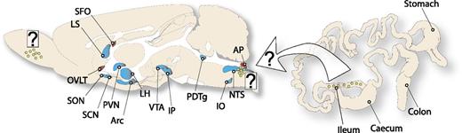 Figure 1. GLP-1 interactions with the brain. GLP-1–producing cells (yellow circles) are found in areas including the ileum, olfactory bulb, and hindbrain. GLP-1–responsive structures in the brain are far more distributed and include structures behind (blue) and outside of (red) the blood-brain barrier, a subset of which are represented in this schematic. Knowing which source of GLP-1 acts on which of the responsive structures is important in order to understand the role of endogenous GLP-1 in the control of the diverse effects of GLP-1; question marks highlight the lack of detail in current knowledge about the sources of GLP-1 to these and other GLP-1–responsive sites. The article by Holt et al. (7) offers an important step toward this understanding. AP, area postrema; Arc, arcuate hypothalamic nucleus; IO, inferior olive; IP, interpeduncular nucleus; LH, lateral hypothalamus; LS, lateral septum; OVLT, organum vasculosum of the lamina terminalis; PDTg, posterodorsal tegmental nucleus; PVN, paraventricular hypothalamic nucleus; SCN, suprachiasmatic nucleus; SFO, subfornical organ; SON, supraoptic nucleus; VTA, ventral tegmental area.