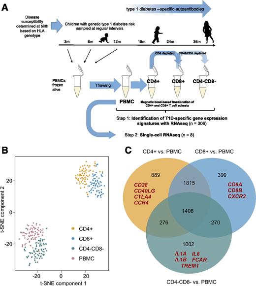 Figure 1. Fractionation of PBMC sample into CD4+, CD8+, and CD4−CD8− cellular subsets reveals distinct and overlapping gene expression signatures. A: Outline of the sample collection and cell fractionation. B: t-SNE (t-distributed stochastic neighbor embedding) visualization of the log2-transformed expression data (without any filtering steps) colored according to cell fraction information. C: Number of DE genes when CD4+, CD8+, and CD4−CD8− fractionated samples were compared with their original PBMC aliquots. The functionally important fraction-specific upregulated genes are highlighted in red. Analysis was restricted to healthy control subjects only. For the gene lists, see Supplementary Table 3.