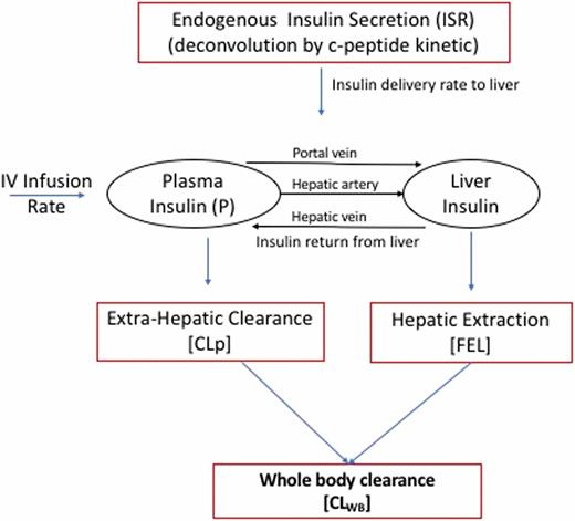 Figure 1. Outline of the insulin clearance model (hepatic plasma flow 0.576 L/m2). CLWB is calculated for constant ISR (with infusion = 0) as the ratio of insulin delivery to plasma insulin concentration (CLWB = ISR/P). IV, intravenous.