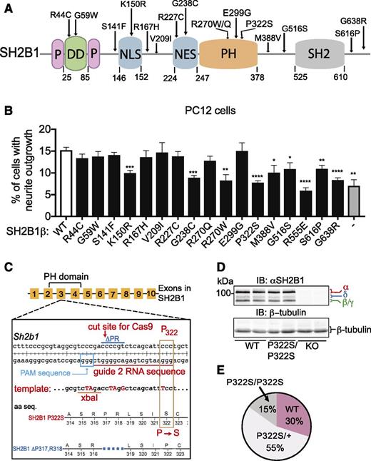 Figure 1. Identification of SH2B1 variants and generation of P322S mice. A: Human SH2B1 protein (NP_001139268). Amino acid residues for newly characterized human obesity-associated SH2B1 variants and the previously characterized variant P322S are shown. DD, dimerization domain; P, proline-rich region. B: SH2B1 mutations impair the ability of SH2B1 to enhance neurite outgrowth. PC12 cells transiently coexpressing GFP and either empty pcDNA3.1(+) vector (−), human SH2B1β WT, or SH2B1β mutant were treated with 20 ng/mL rat NGF for 3 days, after which neurite outgrowth was assessed. R555E lacking an intact SH2 domain and the human mutation P322S reported previously were included as positive controls. GFP-positive cells were scored for the presence of neurites two times the length of the cell body (≥400 cells/condition/experiment). The percentage of cells with neurites was determined by dividing the number of GFP-positive cells with neurites by the total number of GFP-positive cells. Data are mean ± SEM (n = 5). Each construct was compared with WT using a two-tailed Student t test. *P < 0.05, **P < 0.01, ***P < 0.001, ****P < 0.0001. C: CRISPR/Cas9 schematic for Sh2b1 P322S gene editing. RNA guide sequence, PAM sequence, and cut site for Cas9 are shown for guide 2. The region of the 180-nucleotide oligo donor template used to direct homology-directed repair in the vicinity of the ΔPR deletion and P322 is shown. Mutations in donor template that introduce the C>T mutation to code for P322S and silent mutations to create a diagnostic XbaI site and disrupt guide RNA binding following repair are highlighted in red. aa seq., amino acid sequence. D: Proteins in brain tissue lysates from Sh2b1 WT, P322S/P322S, and KO male mice were immunoblotted with αSH2B1 or αβ-tubulin. Migration of the 100-kDa protein standard and the four isoforms of SH2B1 are shown. IB, immunoblot. E: P322S/P322S mice from intercrosses of heterozygous mice were born at approximately one-half of the expected Mendelian ratio. P < 0.05, χ2 test. n = 179 mice.