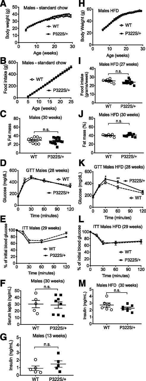 Figure 2. The P322S mutation in SH2B1 leads to impaired glucose homeostasis in male mice challenged with an HFD. A–G: Male mice fed standard chow. A: Body weight was assessed at weeks 4–29 (n = 8 WT, 16 P322S/+). B: Food intake was assessed at weeks 5–25 and cumulative food intake graphed (n = 7 WT, 8 P322S/+). C: Body fat mass was determined at week 30. Percent fat mass was determined by dividing fat mass by body weight (n = 9 WT, 16 P322S/+). D: GTT was assessed in 28-week-old mice. After a 4-h fast, mice were injected intraperitoneally with d-glucose (2 mg/kg of body weight). Blood glucose was monitored at indicated times (n = 8 WT, 14 P322S/+). E: ITT was assessed in 29-week-old mice. After a 6-h fast, mice were injected intraperitoneally with insulin (1 IU/kg of body weight). Blood glucose was monitored at indicated times (n = 8 WT, 15 P322S/+). F: At week 30, serum from P322S/+ and WT mice was assayed for leptin (n = 5 WT, 8 P322S/+). G: Thirteen-week-old mice were fasted overnight (1800–0900 h), and insulin levels were determined (n = 5). H–M: Male mice fed an HFD. H: Starting at week 6, body weight of mice was assessed weekly (n = 7 WT, 12 P322S/+). I: Food intake in mice was measured during week 27 (n = 7 WT, 12 P322S/+). J: Body fat mass was determined at week 30 (n = 7 WT, 11 P322S/+). K: GTT was assessed as in D at 28 weeks and blood glucose monitored at the times indicated (n = 7 WT, 12 P322S/+). L: ITT was assessed as in C at 29 weeks and blood glucose monitored at the times indicated (n = 6 WT, 10 P322S/+). M: At week 30, mice were fasted overnight, and insulin levels were determined (n = 6 WT, 7 P322S/+). For all comparisons, data are mean ± SEM. *P < 0.05, **P < 0.01. n.s., not significant.