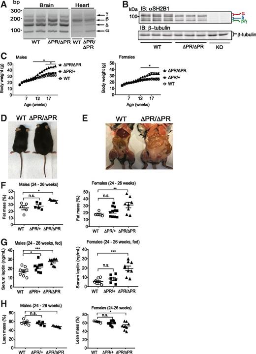 Figure 4. Disruption of the PH domain in SH2B1 results in obesity. A: mRNA was extracted from brain and heart tissue of WT and ΔPR/ΔPR male mice. The migration of DNA standards (left) and isoform-specific PCR products (right) are shown. bp, base pair. B: Proteins in brain lysates from Sh2b1 WT, ΔPR/ΔPR, and KO male mice were immunoblotted with αSH2B1 and αβ-tubulin. The migration of the 100-kDa protein standard (left) and the four known isoforms of SH2B1 and β-tubulin (right) are shown. IB, immunoblot. C: Body weight was assessed weekly starting at week 4 (males: n = 9 WT, 14 ΔPR/+, 9 ΔPR/ΔPR; females: n = 7 WT, 16 ΔPR/+, 11 ΔPR/ΔPR). D: Representative Sh2b1 WT and ΔPR/ΔPR male mice (6 months). E: Perigonadal fat of representative Sh2b1 WT and ΔPR/ΔPR male littermates (6 months). F and H: Body fat and lean mass was determined at weeks 24–26. Percent fat or lean mass was determined by dividing by body weight (males: n = 5 WT, ΔPR/+, and ΔPR/ΔPR; females: n = 5 WT, 11 ΔPR/+, 8 ΔPR/ΔPR). G: At weeks 24–26, serum from Sh2b1 WT, ΔPR/+, and ΔPR/ΔPR male and female mice was assayed for leptin (males: n = 8 WT, ΔPR/+, and ΔPR/ΔPR; females: n = 7 WT, 6 ΔPR/+, 9 ΔPR/ΔPR). For all comparisons, data are mean ± SEM. *P < 0.05, **P < 0.01, ***P < 0.001. n.s., not significant.