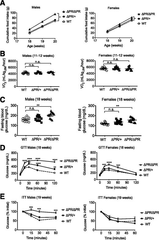 Figure 5. The ΔPR mice exhibit increased food intake and reduced glucose tolerance and insulin sensitivity. A: Food intake was measured for weeks 18–20 and cumulative food intake graphed (males: n = 11 WT, 10 ΔPR/+, 7 ΔPR/ΔPR; females: n = 6 WT, 9 ΔPR/+, and ΔPR/ΔPR). Same cohort of mice as in Fig. 4. B: Energy expenditure was assessed at 11–12 weeks using a Comprehensive Lab Animal Monitoring System. VO2 was normalized to lean body mass (LBM) (males: n = 13 WT, 10 ΔPR/+, 11 ΔPR/ΔPR; females: n = 11 WT, 15 ΔPR/+, 13 ΔPR/ΔPR). C: At week 18, mice were fasted for 4 h, and blood glucose was measured (males: n = 8 WT, 12 ΔPR/+, 10 ΔPR/ΔPR; females: n = 7 WT, 14 ΔPR/+, 10 ΔPR/ΔPR). D: GTT was assessed at 18 weeks as in Fig. 2D and blood glucose monitored at times indicated (males: n = 8 WT, 12 ΔPR/+, 10 ΔPR/ΔPR; females: n = 7 WT, 14 ΔPR/+, 10 ΔPR/ΔPR). E: ITT was assessed at 19 weeks as in Fig. 2E and blood glucose monitored at the times indicated (males: n = 9 WT, 14 ΔPR/+, 11 ΔPR/ΔPR; females: n = 6 WT, 13 ΔPR/+, 11 ΔPR/ΔPR). Same cohort of mice as Fig. 4. For all comparisons, data are mean ± SEM. *P < 0.05, **P < 0.01, ***P < 0.001, ****P < 0.0001 compared with WT littermates. n.s., not significant.