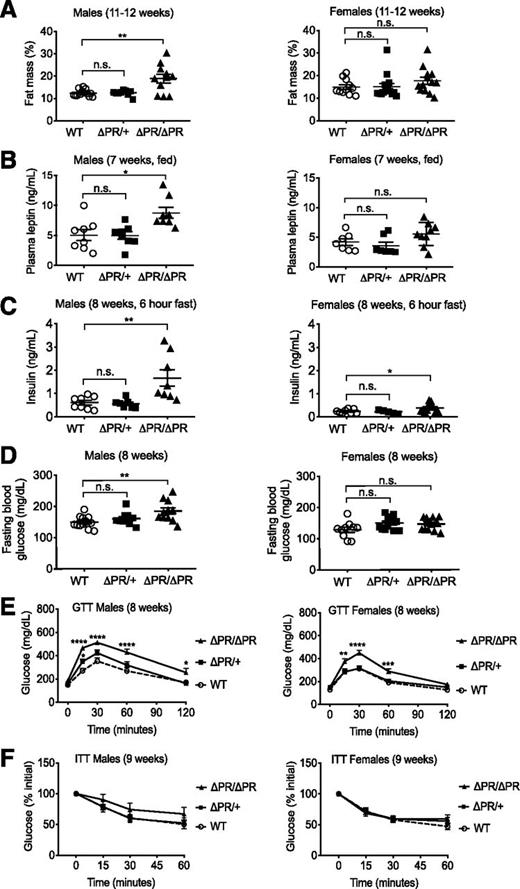 Figure 6. ΔPR female mice exhibit reduced glucose tolerance before the onset of obesity. A: Body fat mass was determined at weeks 11–12. Percent fat mass was determined by dividing the mass by body weight (males: n = 13 WT, 10 ΔPR/+, 11 ΔPR/ΔPR; females: n = 11 WT, 15 ΔPR/+, 13 ΔPR/ΔPR). B: At week 7, serum from WT, ΔPR/+, and ΔPR/ΔPR male mice was assayed for leptin (males: n = 8 WT and ΔPR/ΔPR, 7 ΔPR/+; females: n = 8 WT, 5 ΔPR/+, 12 ΔPR/ΔPR). C: Eight-week-old mice were fasted for 6 h, and insulin levels were determined (males: n = 11 WT, 9 ΔPR/+, 10 ΔPR/ΔPR; females: n = 9 WT, 11 ΔPR/+, 13 ΔPR/ΔPR). D: At week 8, mice were fasted for 4 h, and blood glucose was measured (males: n = 13 WT, 10 ΔPR/+, 11 ΔPR/ΔPR; females: n = 10 WT, 13 ΔPR/+, 12 ΔPR/ΔPR). E: In a separate study, GTT was assessed at 8 weeks as in Fig. 2D and blood glucose monitored at the times indicated (males: n = 13 WT, 10 ΔPR/+, 11 ΔPR/ΔPR; females: n = 10 WT, 13 ΔPR/+, 12 ΔPR/ΔPR). F: ITT was assessed at 9 weeks as in Fig. 2E and blood glucose monitored at the times indicated (males: n = 11 WT, 9 ΔPR/+, 10 ΔPR/ΔPR; females: n = 9 WT, 11 ΔPR/+, 13 ΔPR/ΔPR). Same cohort of mice as Fig. 5B. For all comparisons, data are mean ± SEM. *P < 0.05, **P < 0.01, ***P < 0.001, ****P < 0.0001 compared with WT littermates. n.s., not significant.